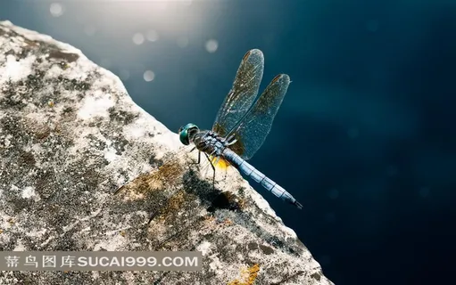 停在岩石上的蜻蜓特写图片