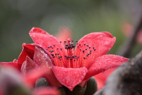 木棉花唯美高清图片 木棉花唯美高清图片