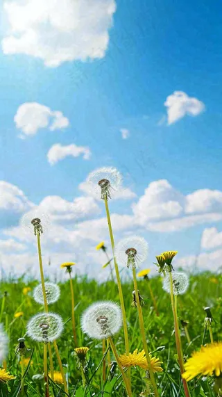 城市晴天阳光鲜花春天蓝天白云，立夏小满