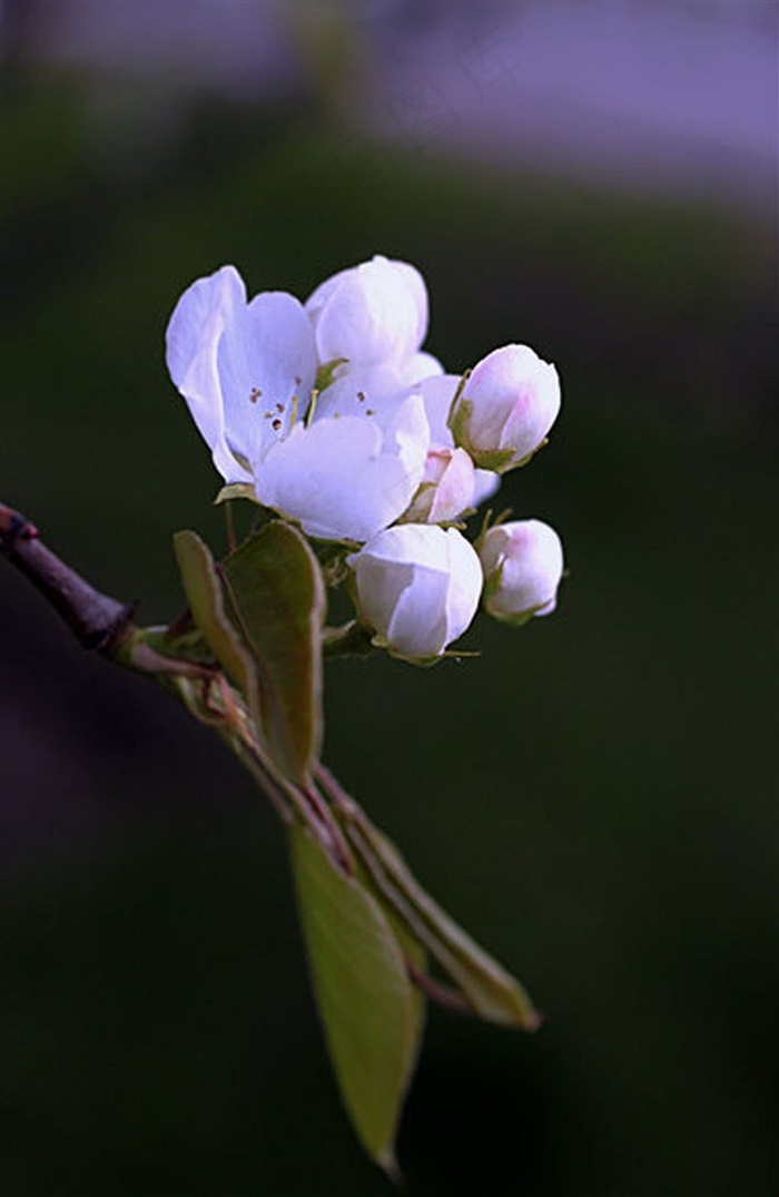 白色的梨花花蕊