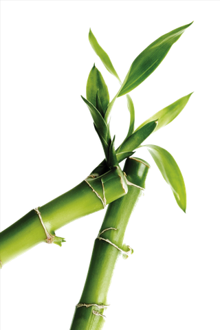 竹子水墨画中国风国画墨水书法竹子画