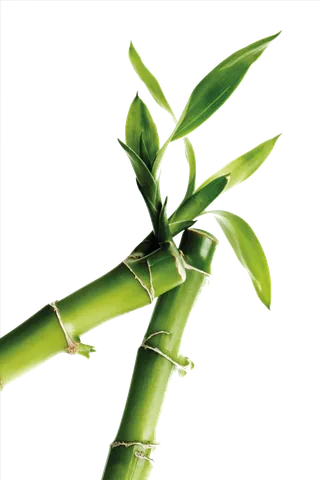 竹子水墨画中国风国画墨水书法竹子画