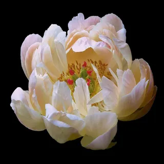 唯美白色芍药鲜花图片