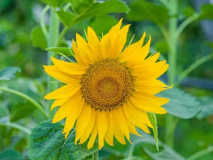 向日葵小花朵特写图片 向日葵小花朵特写图片