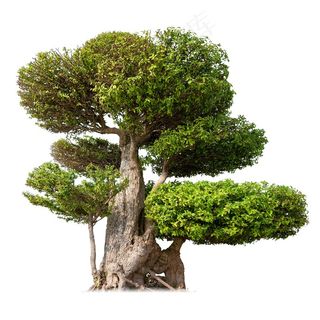 古老的大树高清图片