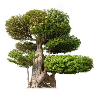 古老的大树高清图片