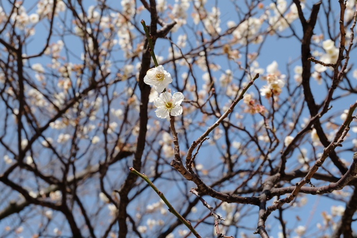 一树梅花图片