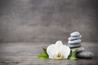 美丽的花朵花卉摄影图片