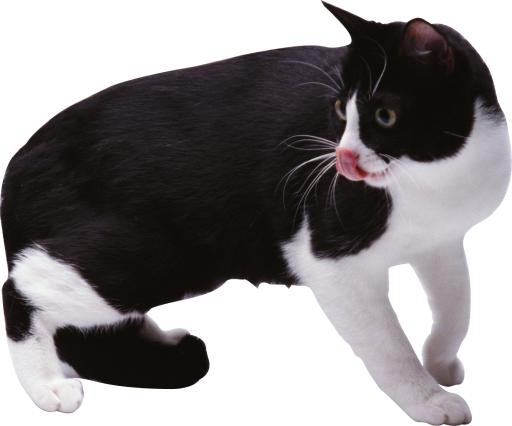 猫 PNG免抠(1712x1427)