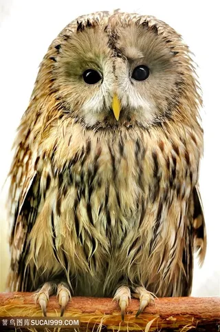 可爱呆萌猫头鹰高清图片