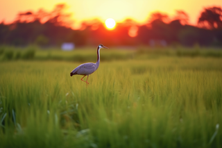 夕阳下小鸟走在草丛里鹤摄影图