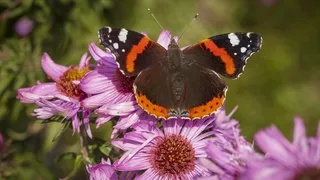 花朵上休憩蝴蝶图片