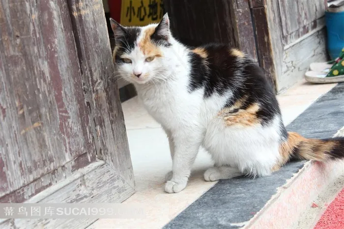 门前坐着的猫