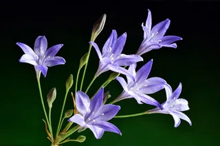 紫色自然植物花朵图片