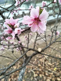 桃花依旧笑春风