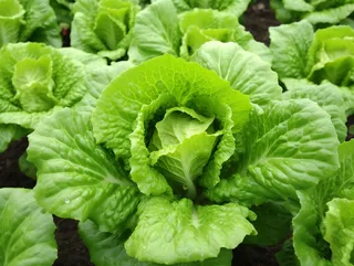 菜园里的蔬菜青菜摄影图