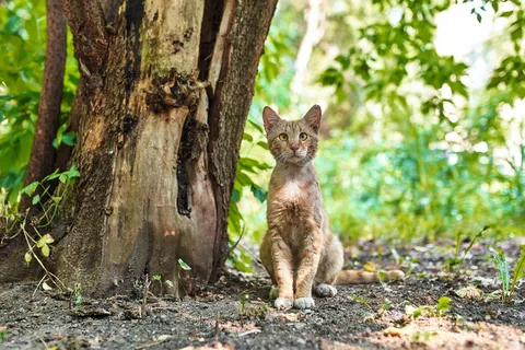 可爱猫咪猫猫摄影素材 可爱猫咪猫猫摄影素材