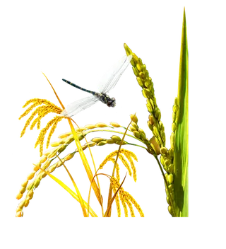 现代农业水稻种植