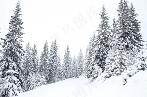 雪地里的树木 雪地里的树木