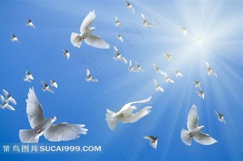 蔚蓝天空里群鸽飞翔的绝美自然景观