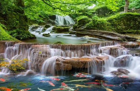 自然山水鱼群背景墙