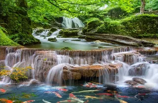 自然山水鱼群背景墙