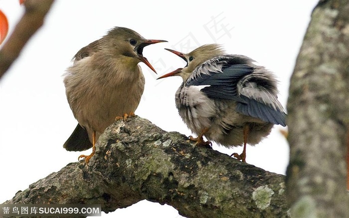 漂亮鸟儿-两只鸣叫的鸟儿