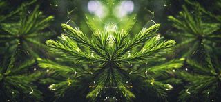 绿色绿植枝叶镜像镜头，新鲜生命力摄影图