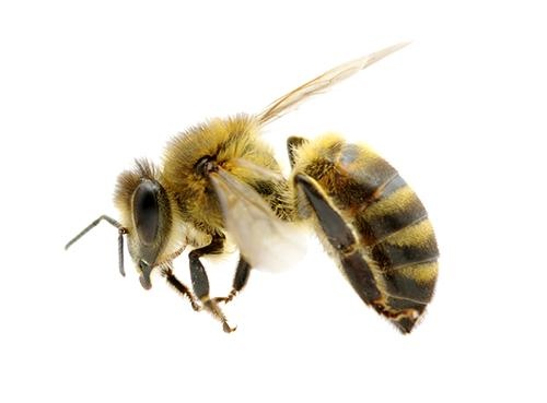 蜜蜂免抠(500x369)