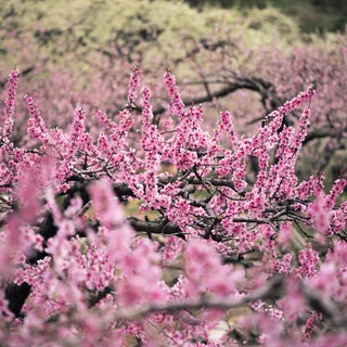 桃花盛开素材图片下载