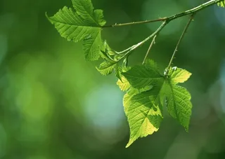 森林树木春季美景图片素材