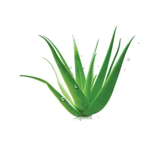 芦荟 PNG免抠(1276x1276)