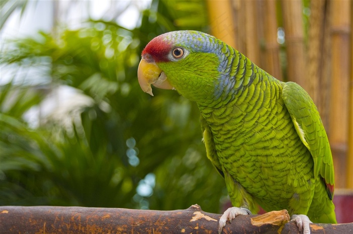 鹦鹉漂亮美图素材