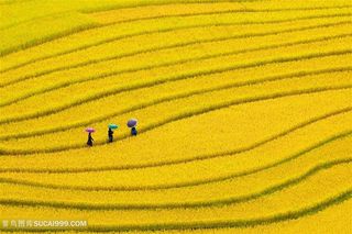 唯美稻田高清图片田园风光