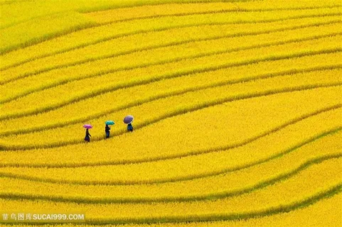 唯美稻田高清图片田园风光 唯美稻田高清图片田园风光