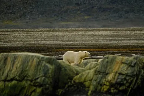 落单的北极熊