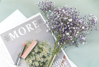 春天鲜花紫色满天星