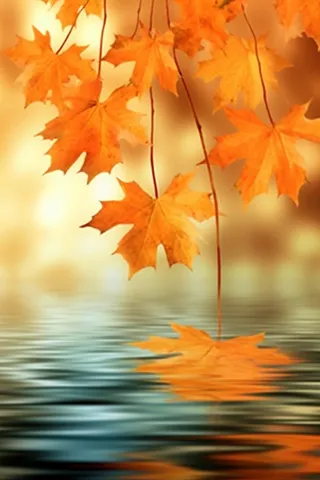 秋天枫叶红了水面倒影风景背景