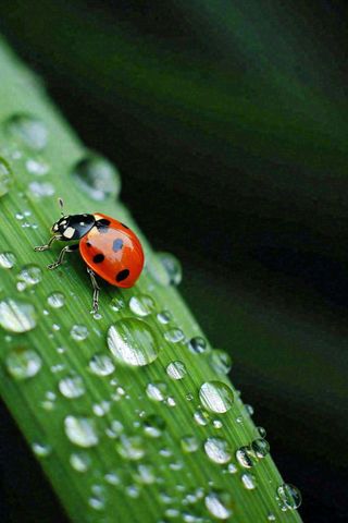 春夏雨天雨水七星瓢虫叶子，昆虫，小暑大暑白露雨水谷雨摄影图
