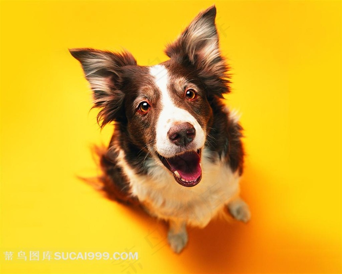 仰头的小狗摄影图片素材