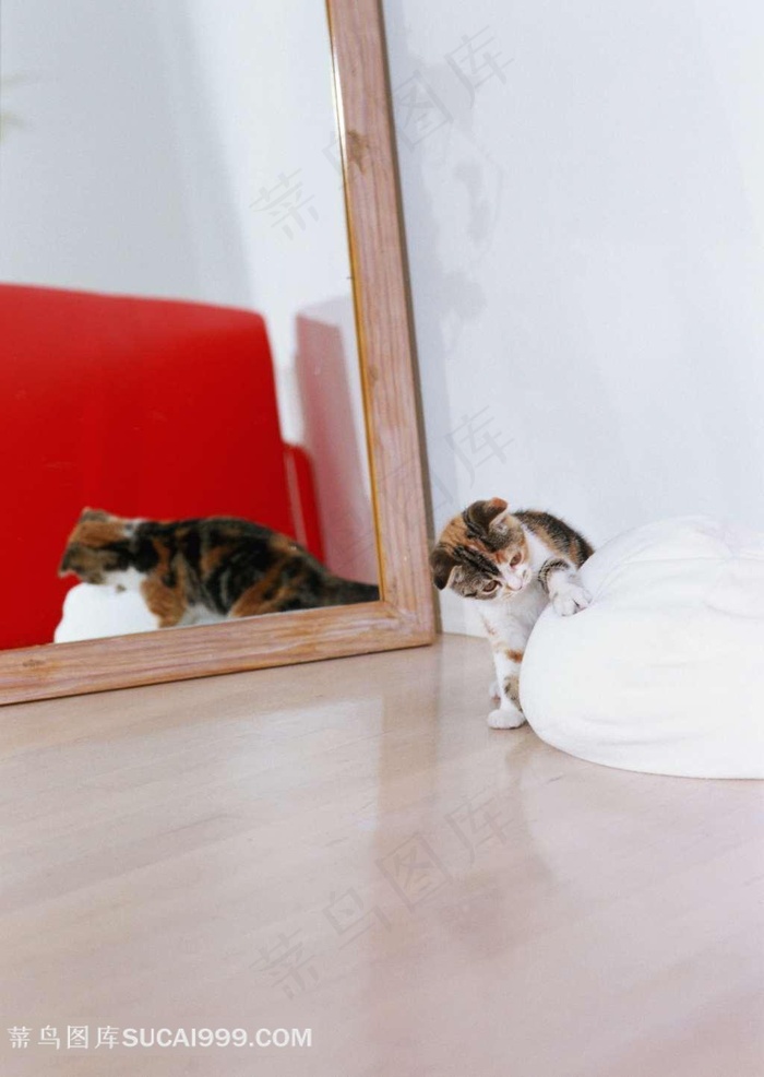 镜子前的小花猫