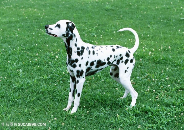 高清草地上的斑点狗狗图片