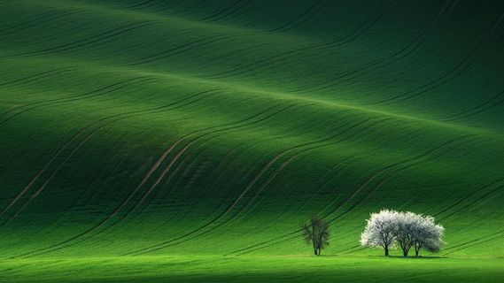 舒适护眼起伏白树绿色壁纸