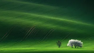 舒适护眼起伏白树绿色壁纸