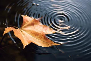 秋天水中落叶枫叶摄影图