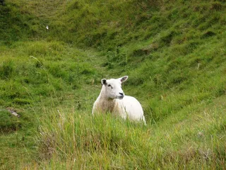 羊白羊牧场动物素材动物实拍