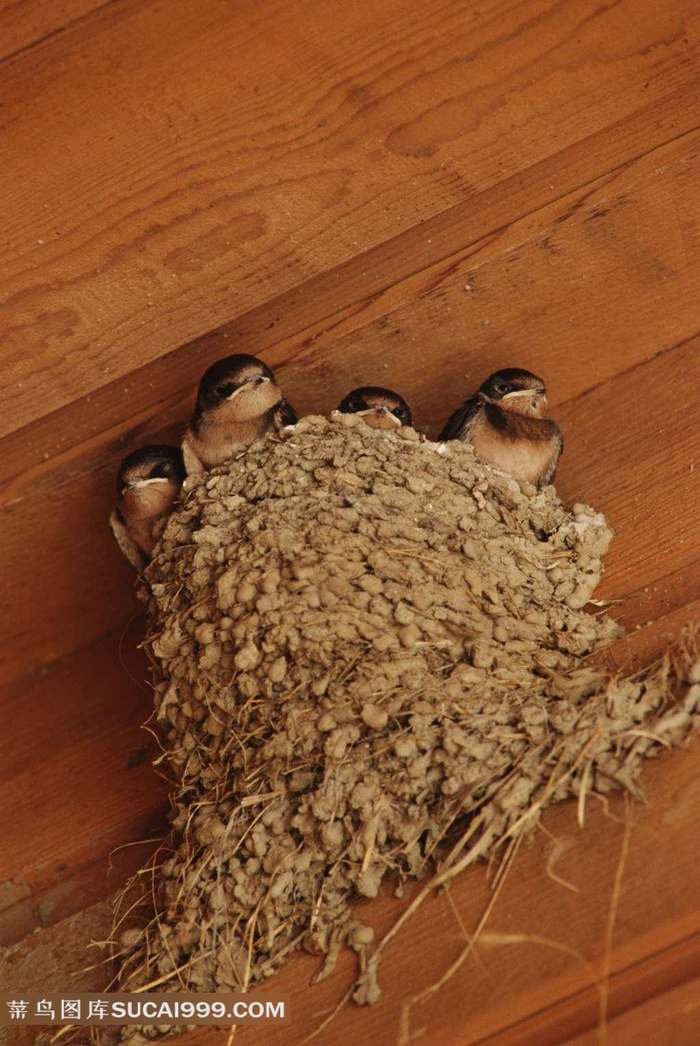 房檐下的燕窝