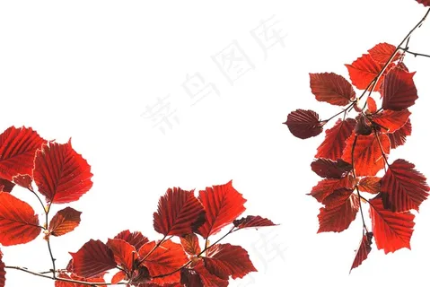 精美红叶图片 精美红叶图片