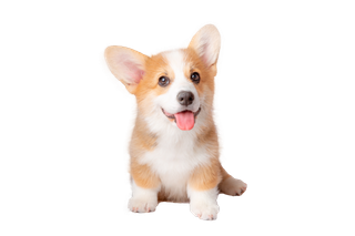 可爱的柯基幼犬