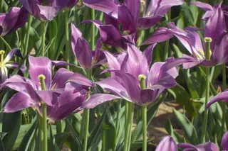 紫色郁金香图片